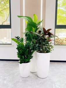 了解宁波海曙花木租摆价格,打造别样空间!